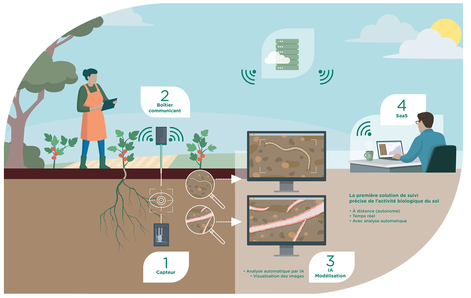 Diagram of the Scanorhize process: sensor, communicating unit, AI modeling and SaaS application